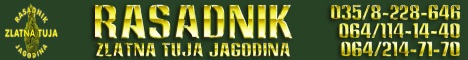 Zlatna Tuja